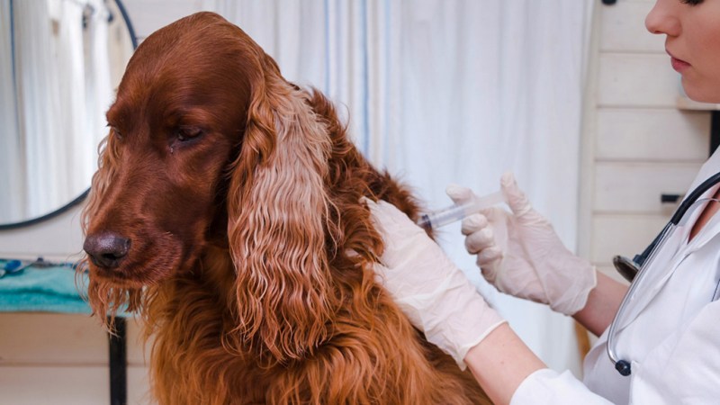 Stock photo of a large brown dog getting a vaccine shot from a veterinarian dressed in a white coat. In the background are white curtains.